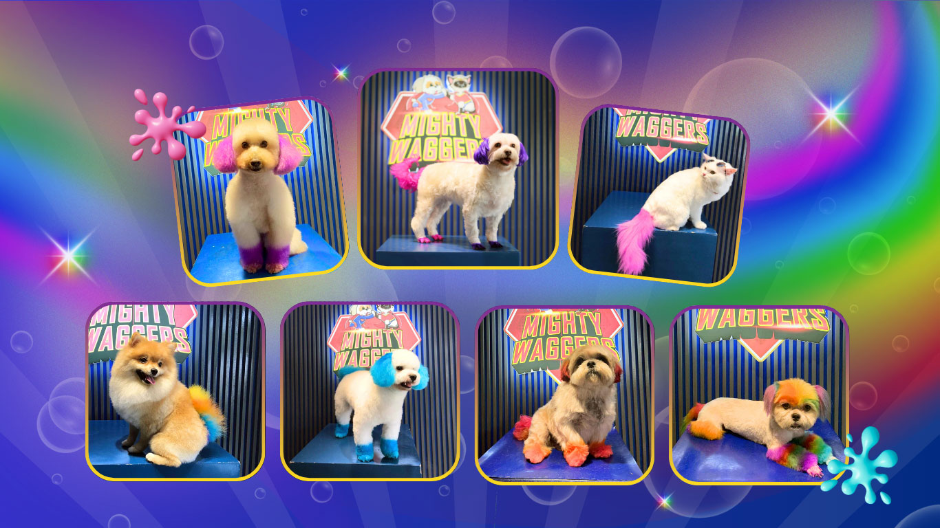 Creative Grooming by Mighty Waggers