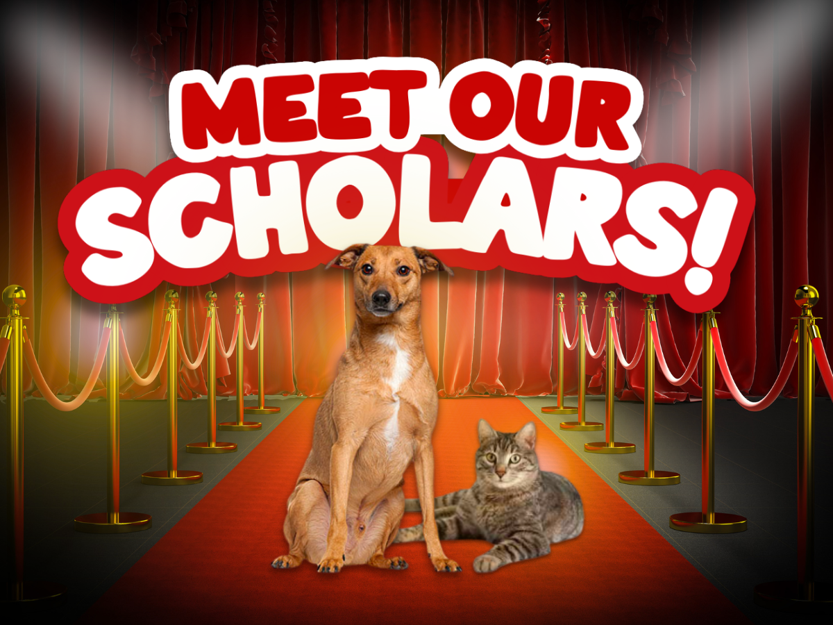 Mighty Waggers Scholars