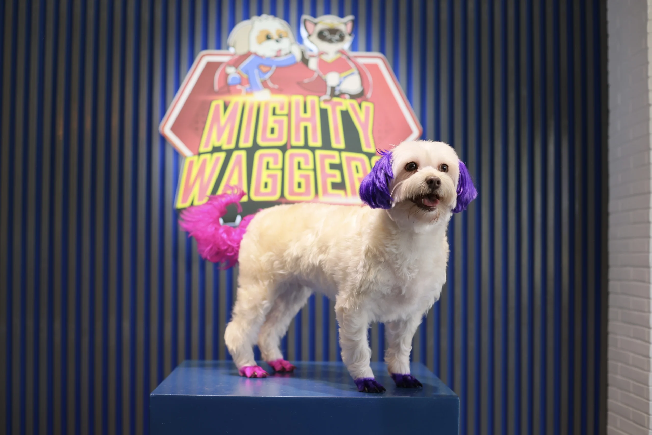 Dog being groomed at Mighty Waggers pet salon