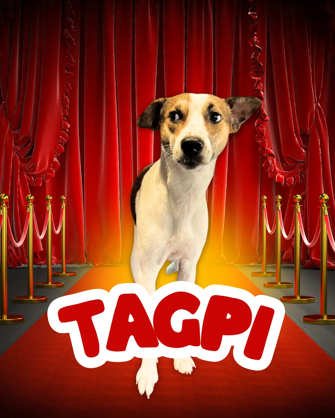 Tagpi - A dog scholar from Mighty Waggers