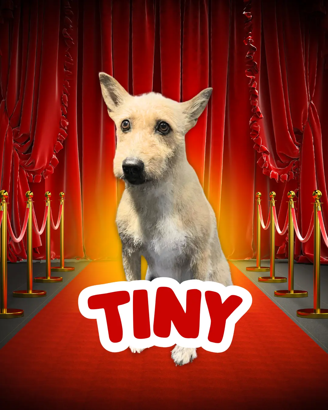 Tiny - A dog scholar from Mighty Waggers