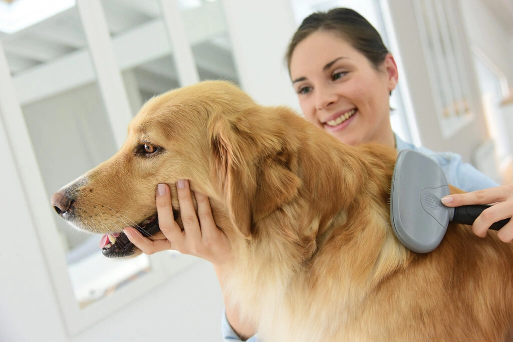 Close-up of a smiling woman gently brushing a Golden Retriever with a gray slicker brush.