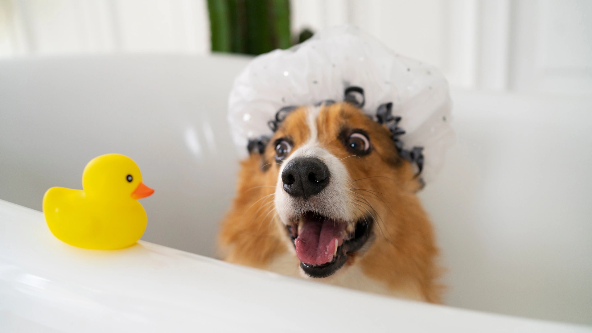 A surprised-looking Corgi dog wearing a clear plastic shower cap sits in a white bathtub next to a yellow rubber ducky.