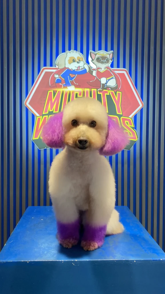 Dog with styled fur after creative grooming at Mighty Waggers
