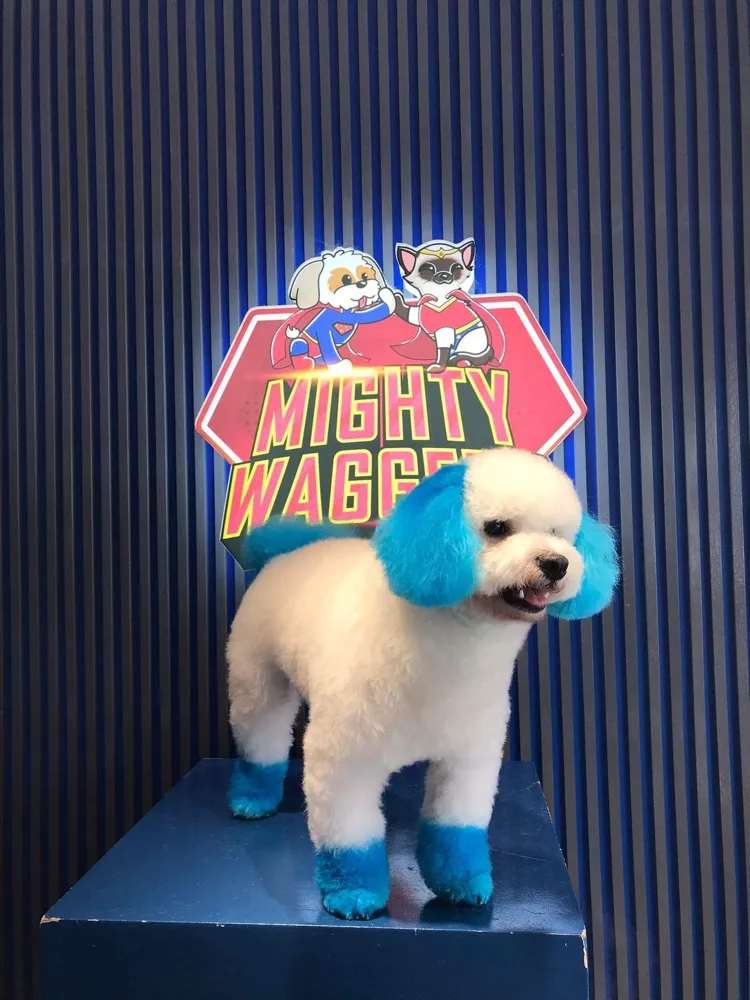 Pet styled with colorful grooming by Mighty Waggers