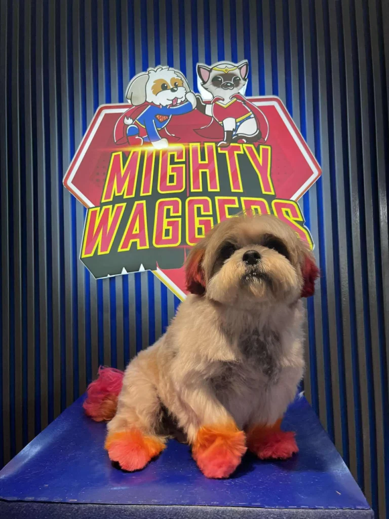 Dog with a stylish creative grooming look at Mighty Waggers