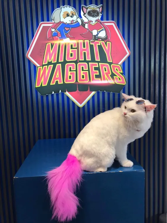 Cat styled with colorful grooming at Mighty Waggers