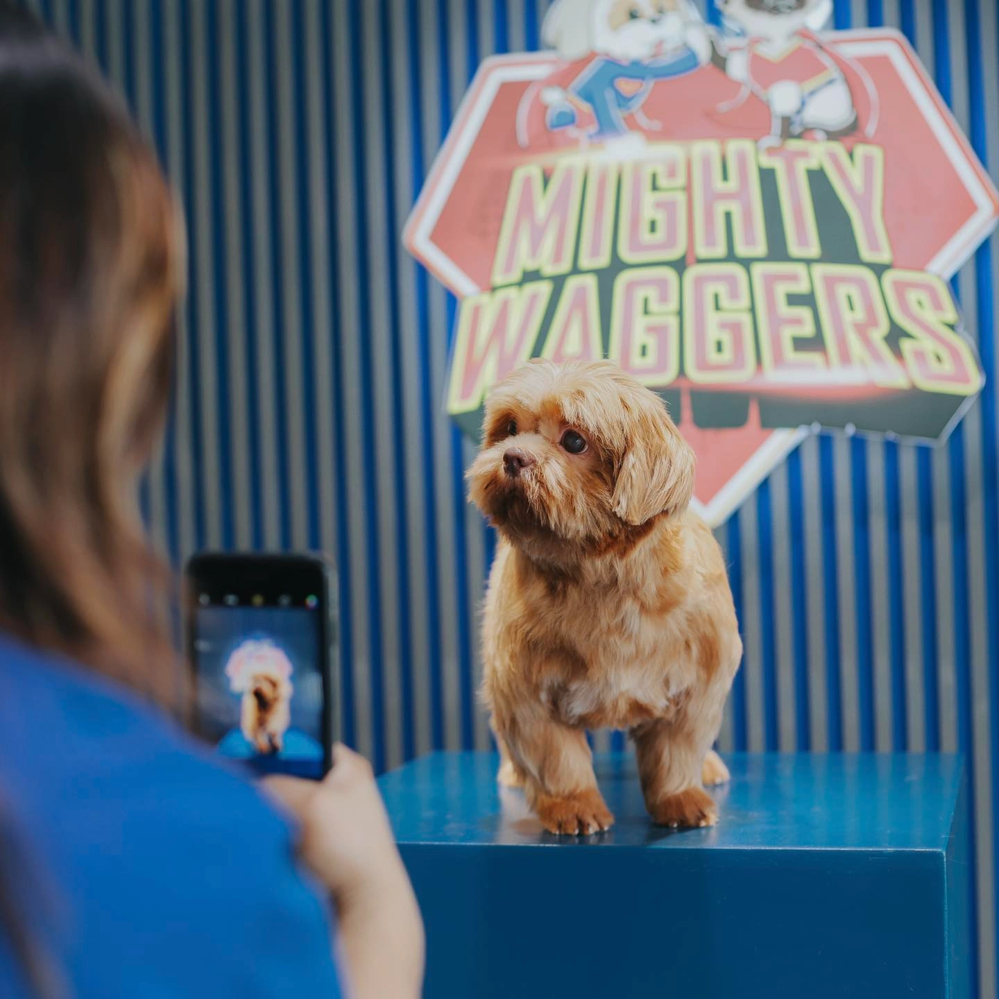 Dog Photoshoot Thumbnail