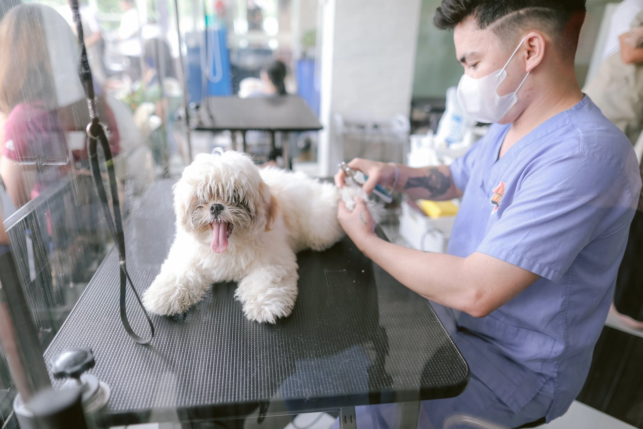 A groomer in a blue uniform and white mask trims the paw of a small, fluffy, white Shih Tzu-type dog that is lying on a black grooming table with its mouth open and tongue out.