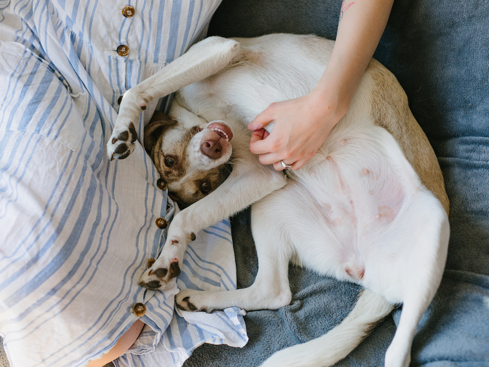 A happy brown and white dog lying on its back on a couch, receiving belly rubs and cuddles from its owner.