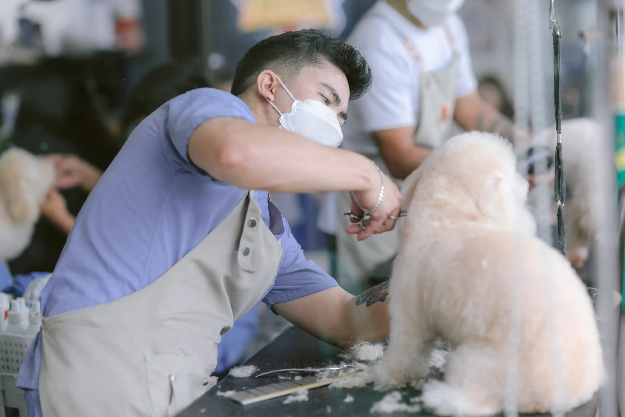 A male dog groomer wearing a mask and blue shirt performs a careful scissor trim on a cream-colored, fluffy small dog. His focus demonstrates attention to detail and skill.