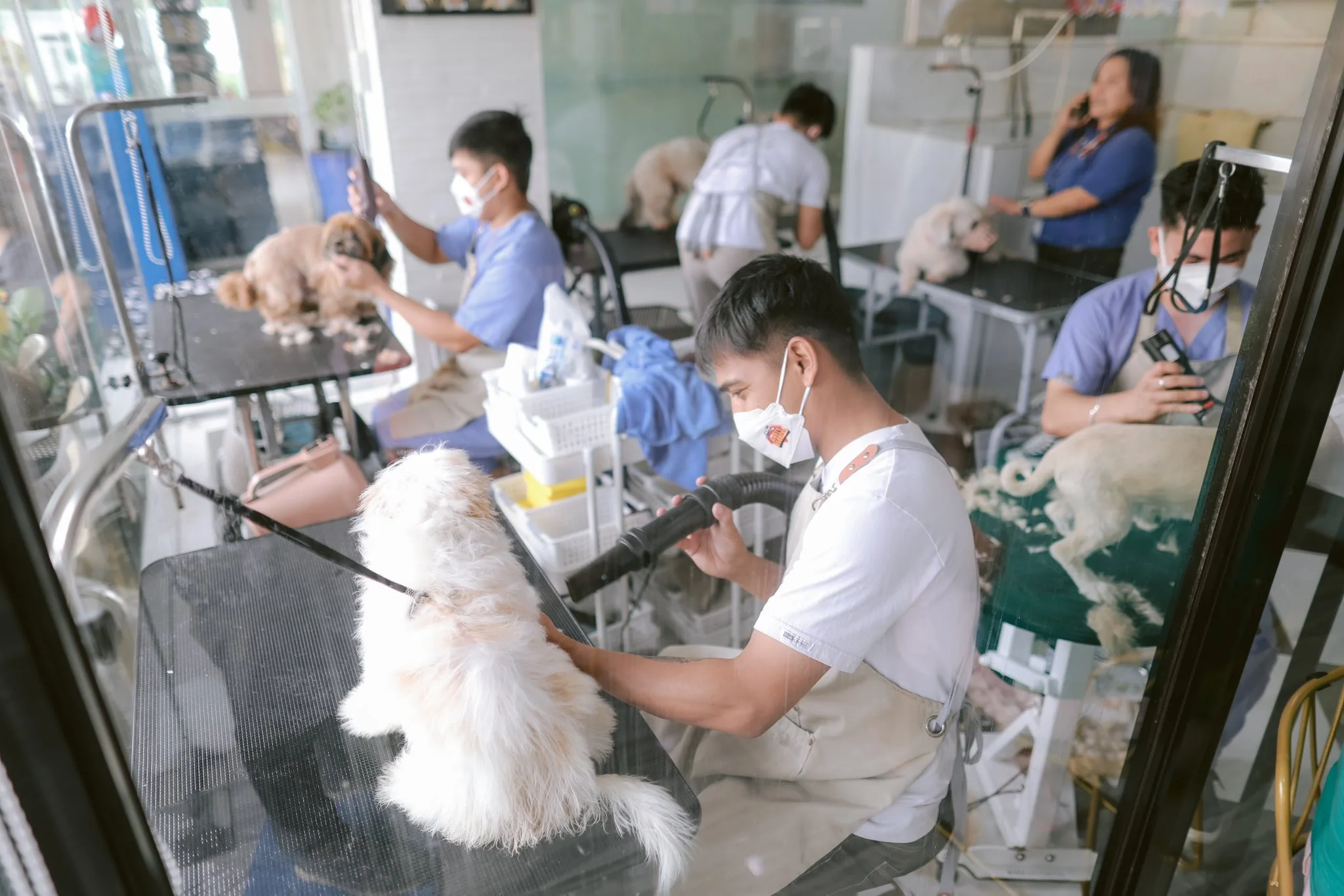 Dog Grooming Shih Tzu in Mighty Waggers