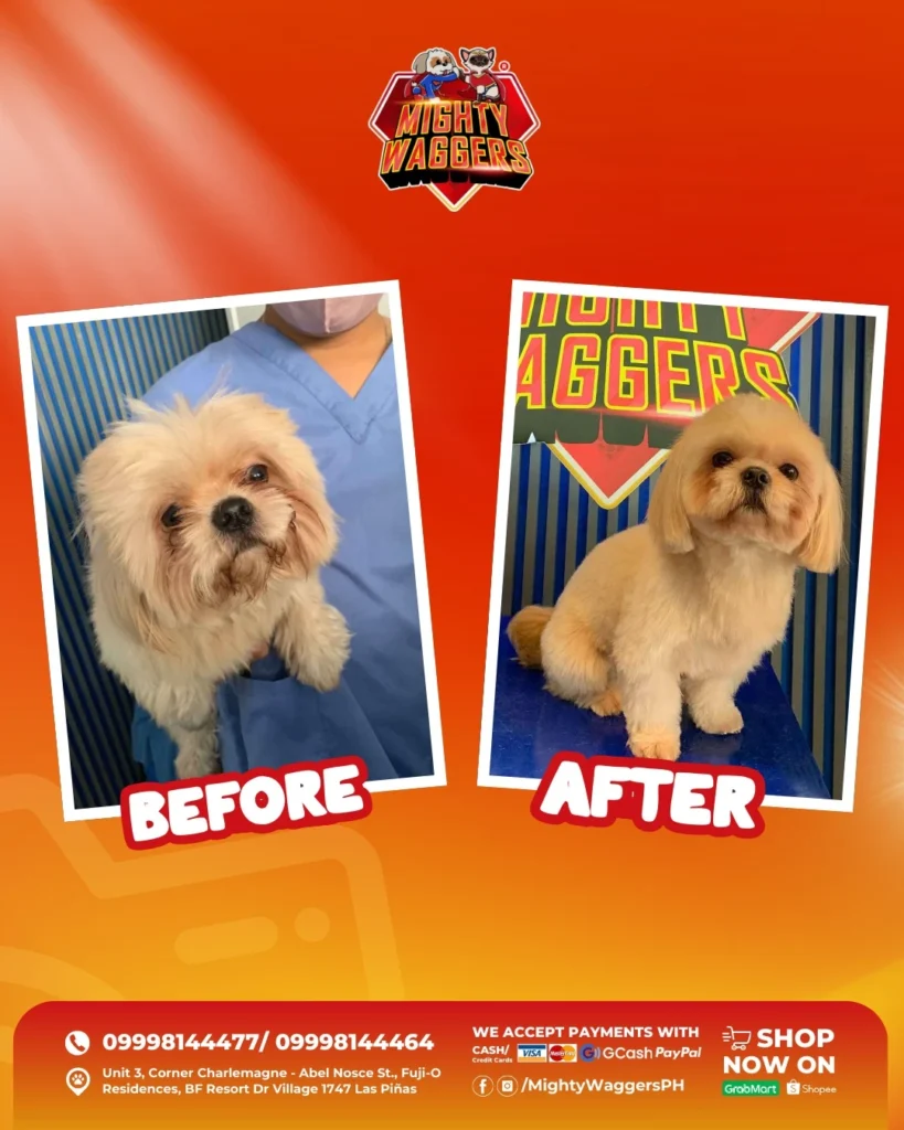 Before and after dog grooming transformation at Mighty Waggers