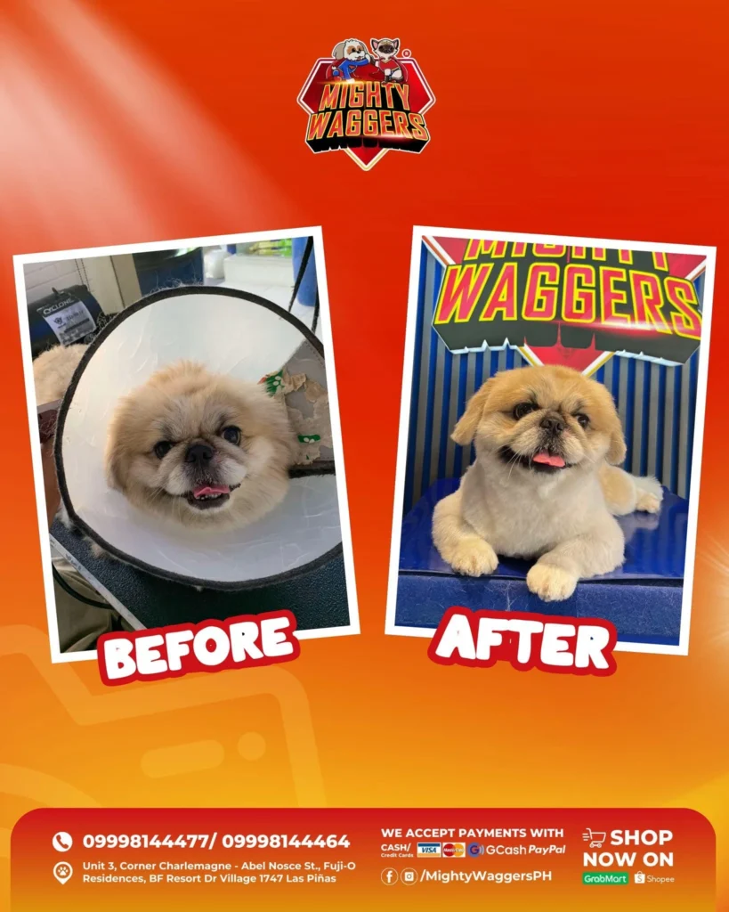 Dog grooming before and after comparison at Mighty Waggers