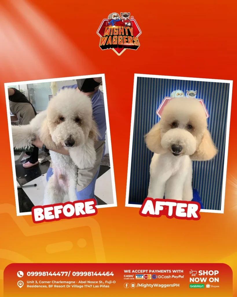 Pet grooming before and after makeover at Mighty Waggers