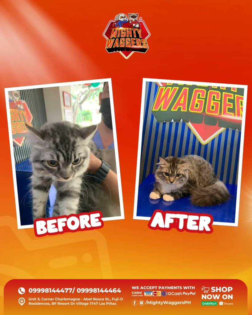 Dog grooming results before and after session at Mighty Waggers