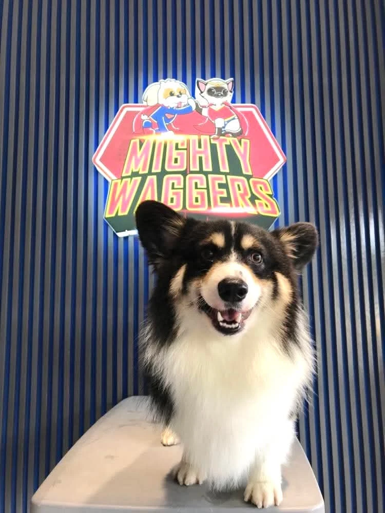 Dog sitting in front of Mighty Waggers pet grooming backdrop