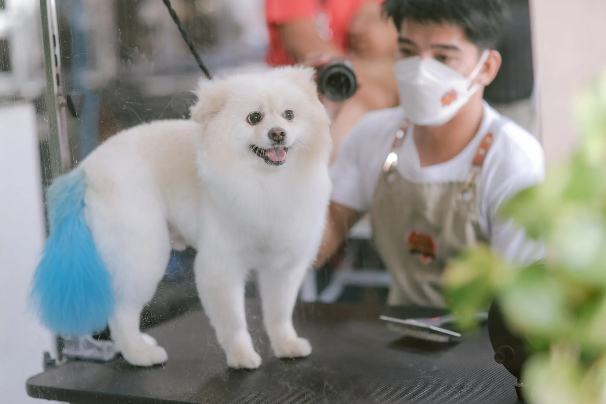 A small, white, fluffy Pomeranian-type dog with a patch of bright blue dye on its tail stands on a grooming table, looking at the camera. A male groomer wearing a mask is visible in the background.