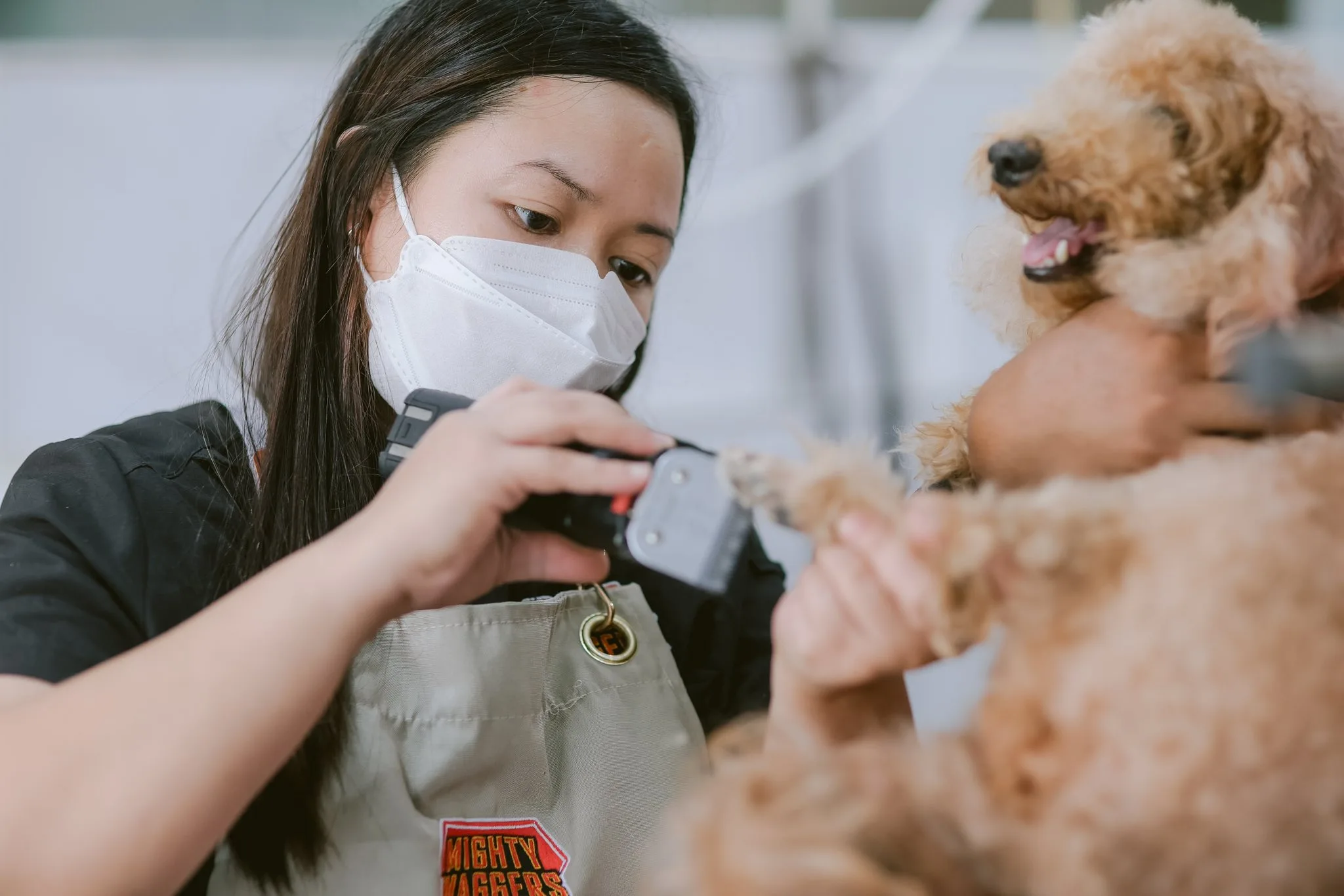 A skilled groomer, wearing a mask and an apron with the Mighty Waggers logo, uses clippers to trim the paw of a brown Poodle with compassion and care. Focus on pet comfort.
