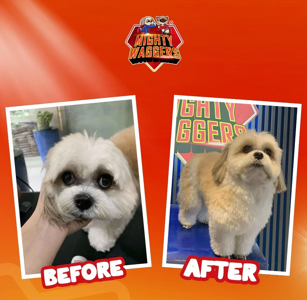 Before and after grooming transformation of dogs at Mighty Waggers