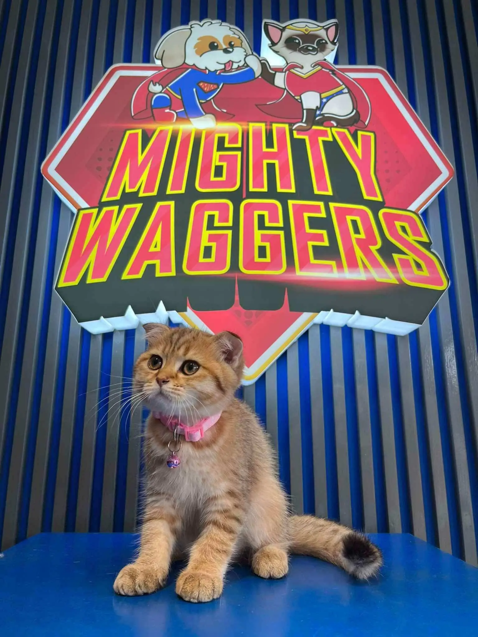 Cat sitting in front of Mighty Waggers grooming backdrop