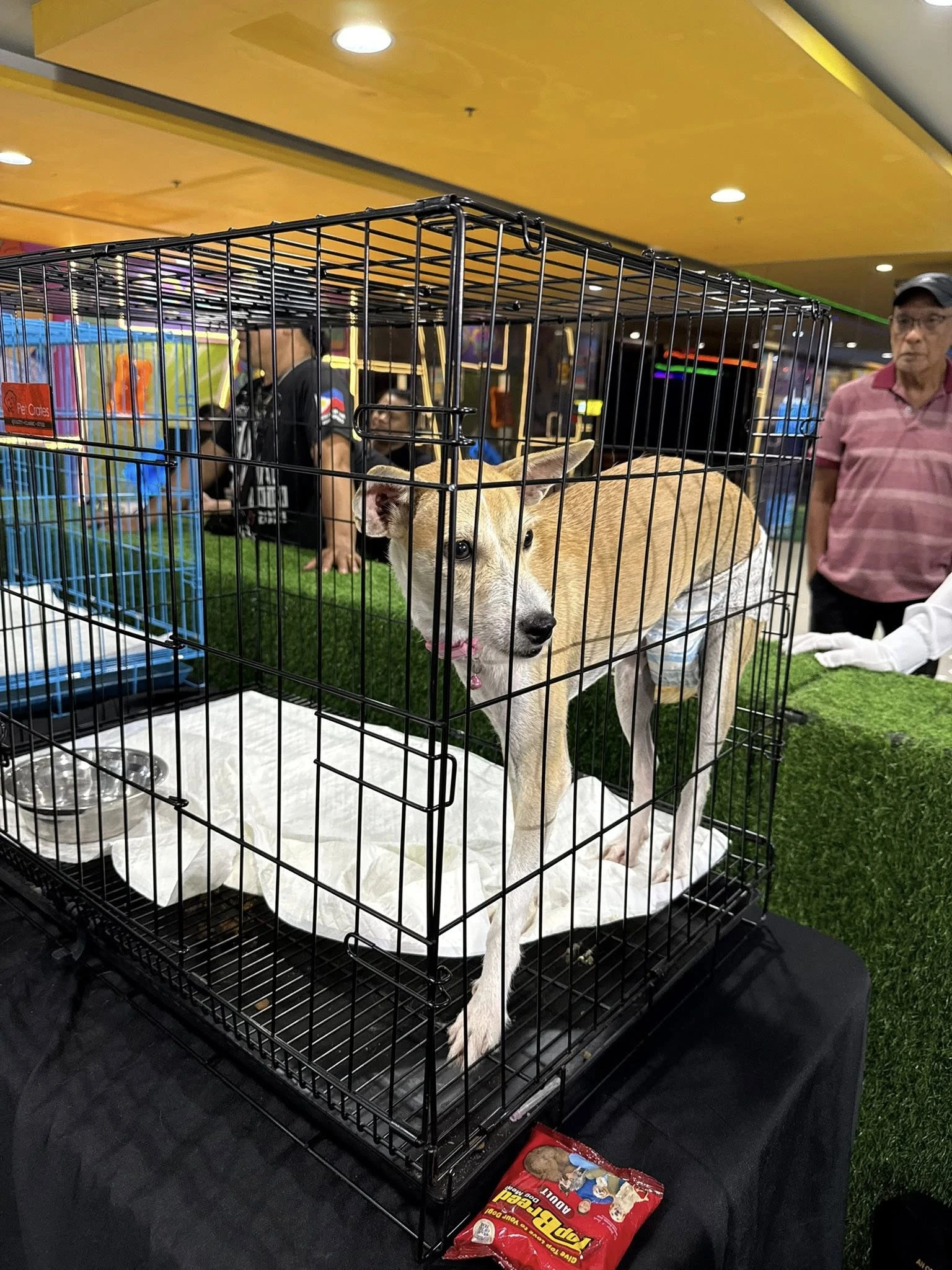 A tan and white mixed-breed dog stands inside a black wire cage on a white puppy pad, wearing a pet diaper at an adoption event.