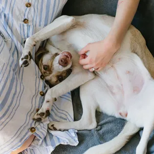 Why Do Dogs Like Belly Rubs?