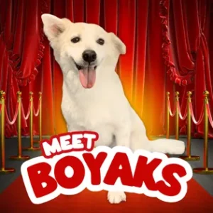 Mighty Waggers Scholar – Boyaks