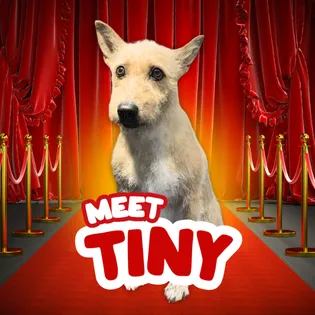 Mighty Waggers Scholar – Tiny