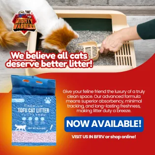 Cat Not Using the Litter Box? Here’s Why & What You Can Do
