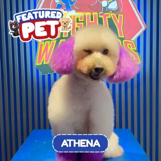 featured-athena-dog-mighty-waggers