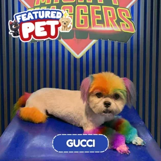 featured-gucci-dog-mighty-waggers