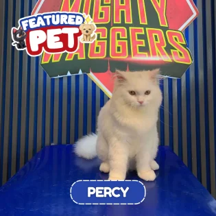 featured-percy-cat-mighty-waggers