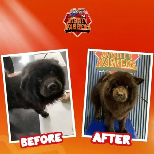 Before and after grooming transformation of dogs at Mighty Waggers