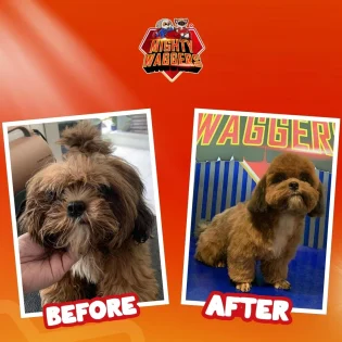 Before and after grooming transformation of dogs at Mighty Waggers