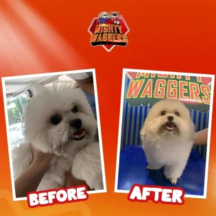 Before and after grooming transformation of dogs at Mighty Waggers